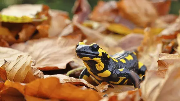 Feuersalamander (Salamandra salamandra), in einem Buchenwald auf Herbstlaub