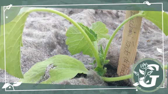 Zucchini-Anbau mit Vlies aus Wolle als Schutz | mdr.de