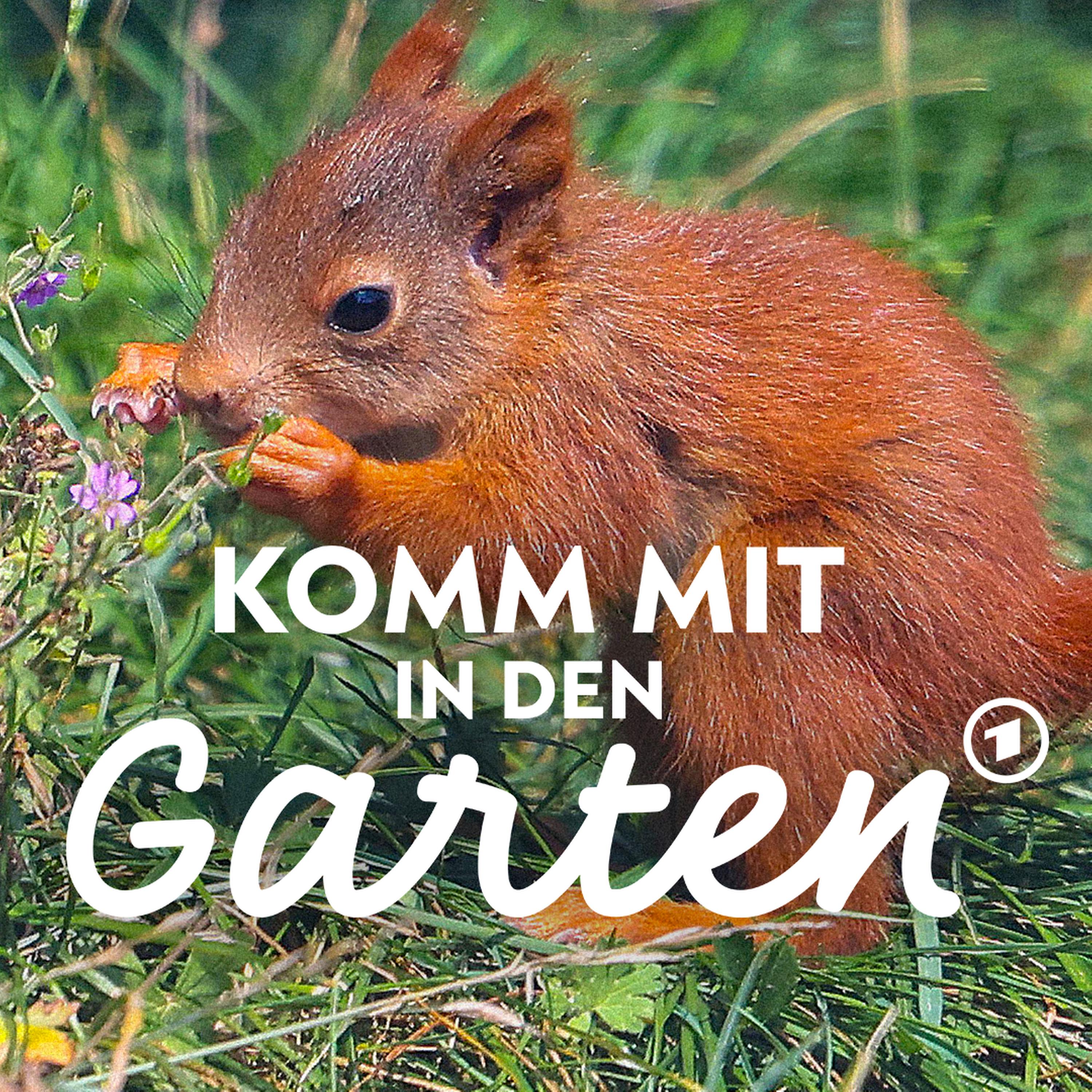 Eichhörnchen: Wie wir den Wildtieren im Garten helfen episode artwork