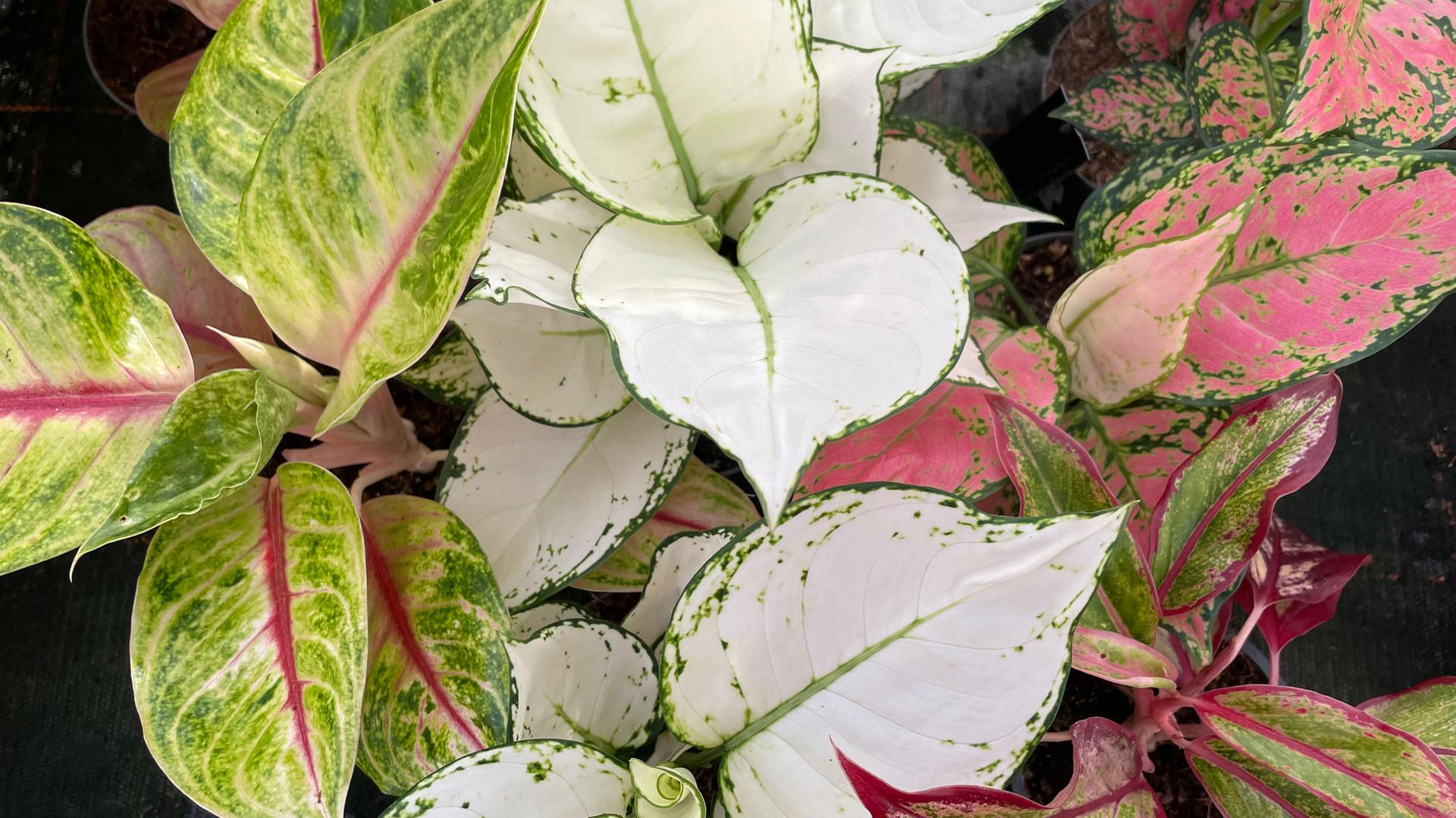alocasia frydek variegata kaufen Alocasia micholitziana frydek variegata