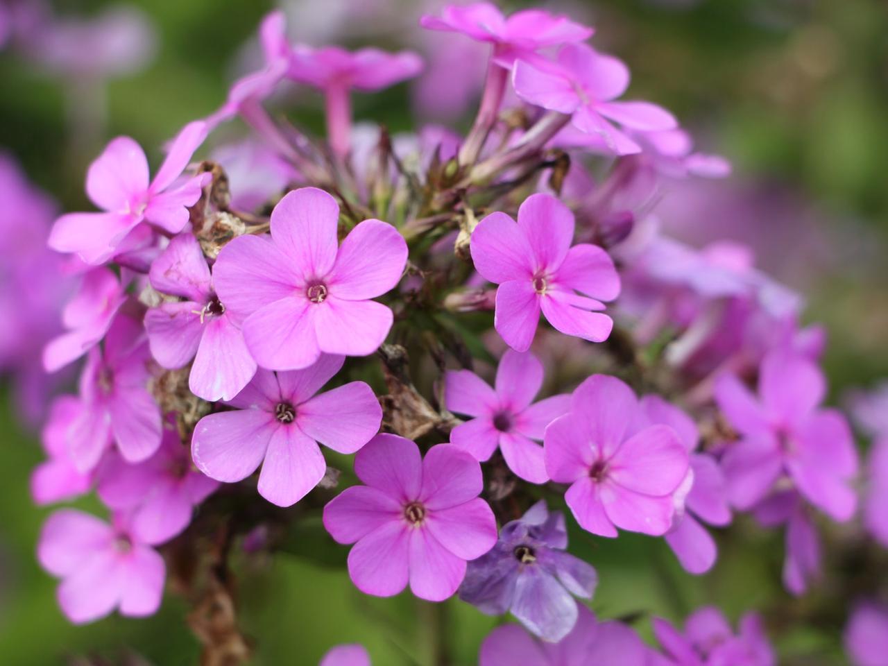 organischer dünger für rosen Rosen Liebe – 365 Tage Bio-Dünger für Rosenpflanzen – AquaLifeScape main image 0