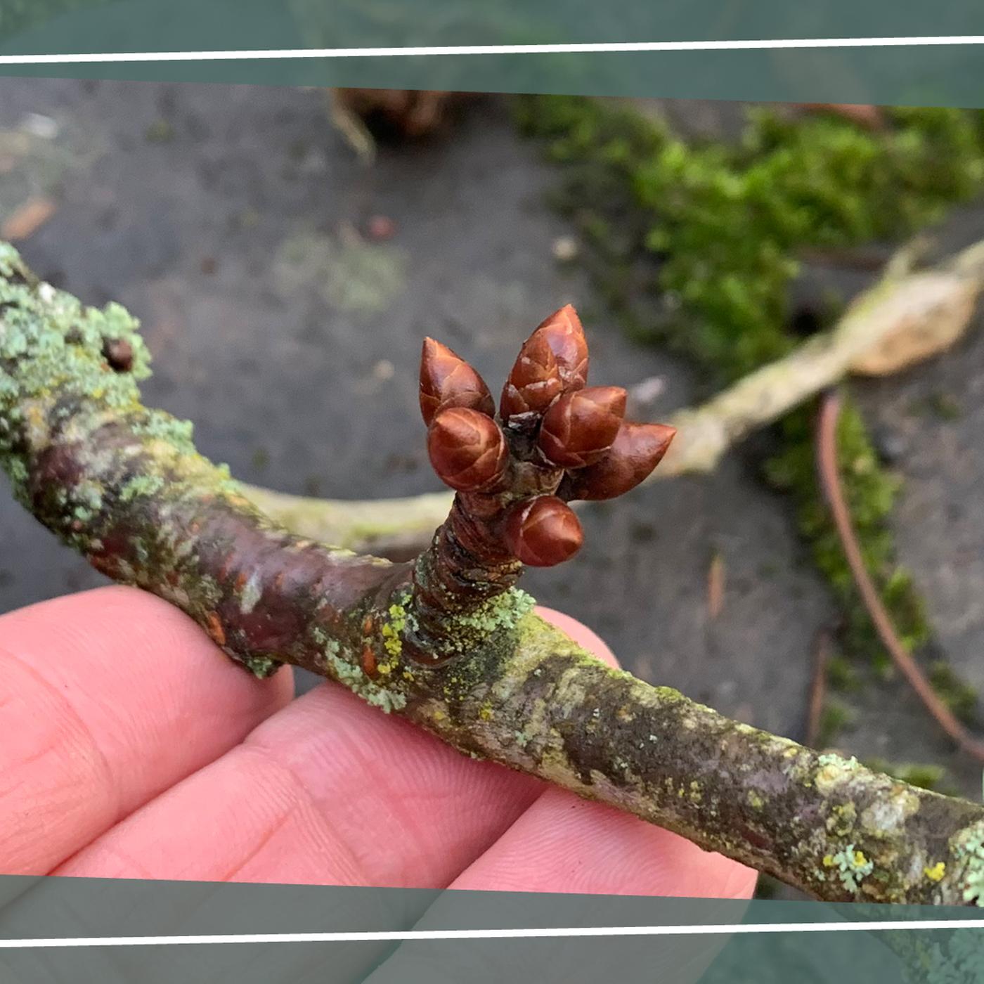 Barbaratag: So unterscheiden Sie Blüten- und Blattknospen an Kirschzweigen