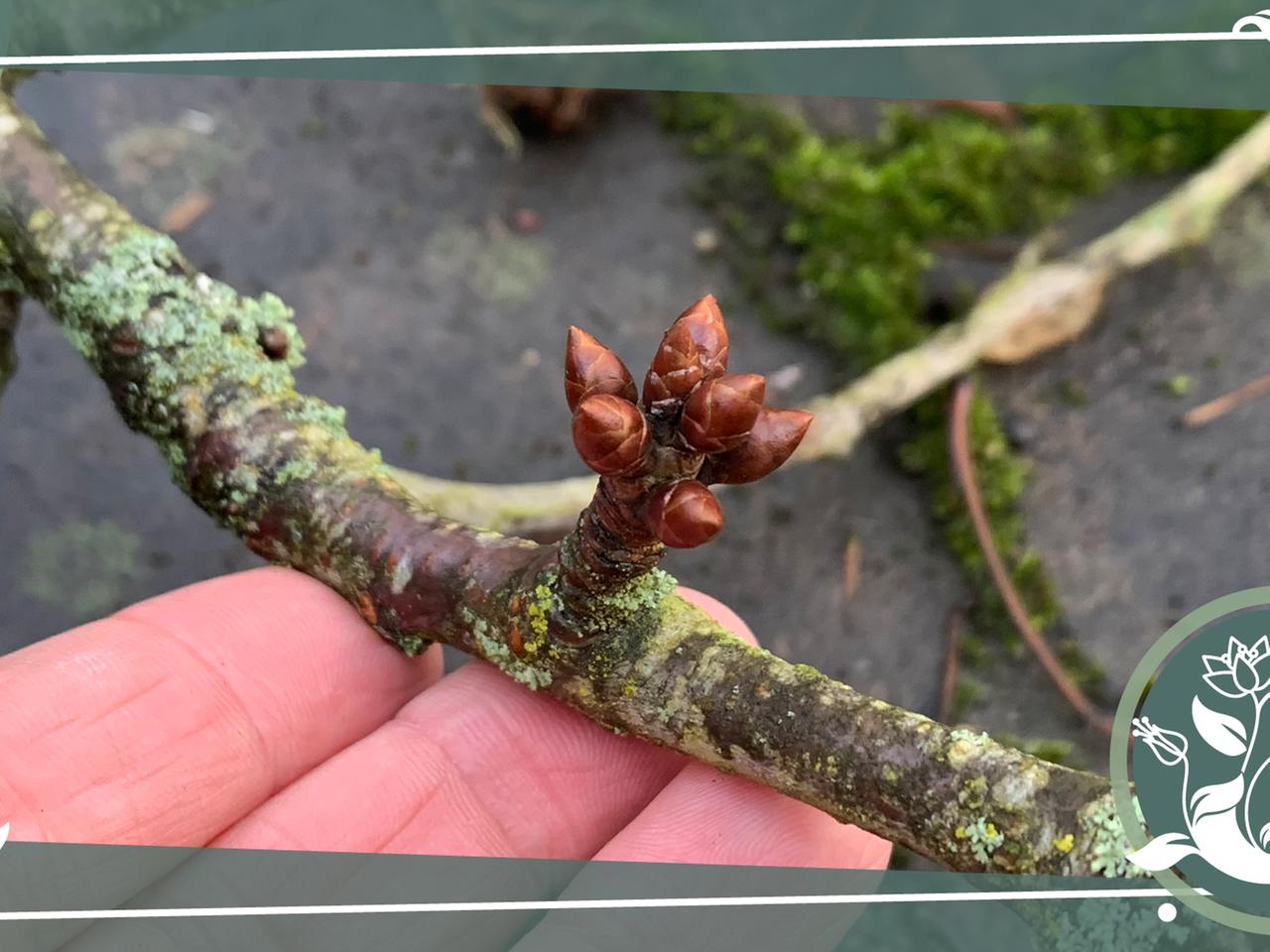 Barbaratag: So unterscheiden Sie Blüten- und Blattknospen an Kirschzweigen