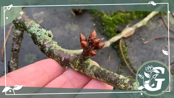 bonsai allergie Ficus microcarpa 'Ginseng' Bonsai kaufen main image 0