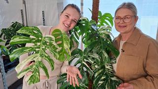 "Rare Plants": So hast du Zimmerpflanzen noch nicht gesehen