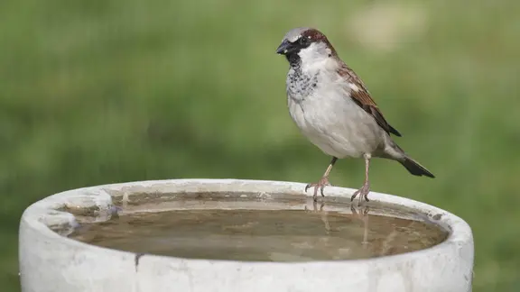Ein Haussperling an einer Wassertränke
