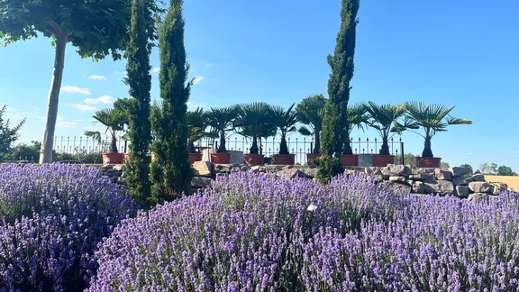 Eine mediterrane Szenerie mit Lavendel im Vordergrund und Zypressen dahinter.