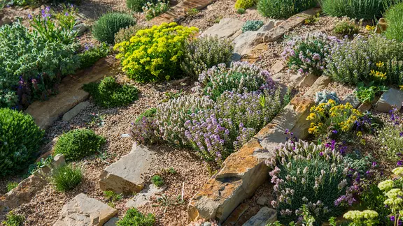 Garten-Yucca: Die Fdige Palmlilie pflanzen, pflegen und schneiden | mdr.de
