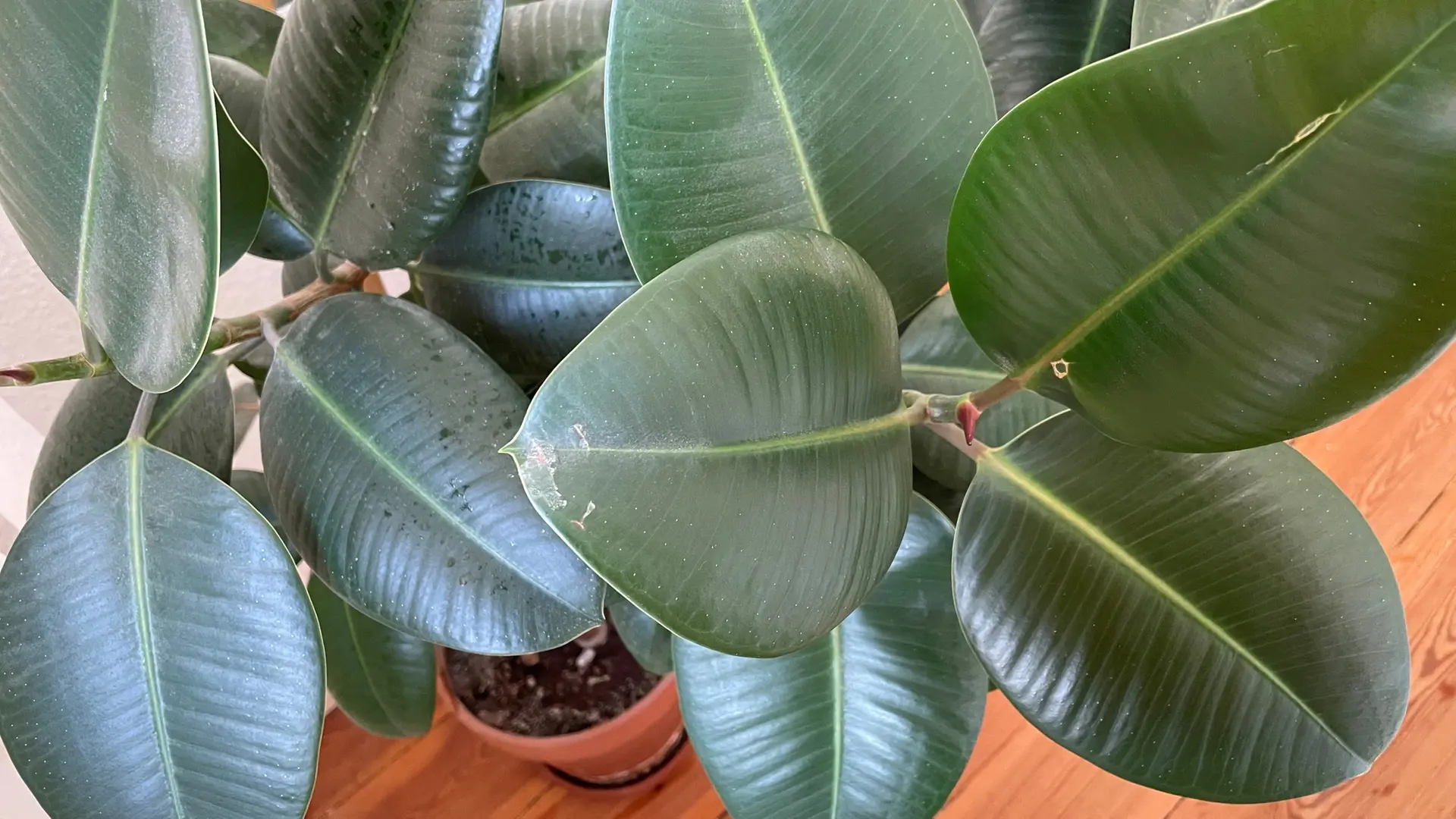 monstera dünger Monstera Dünger 500 ml