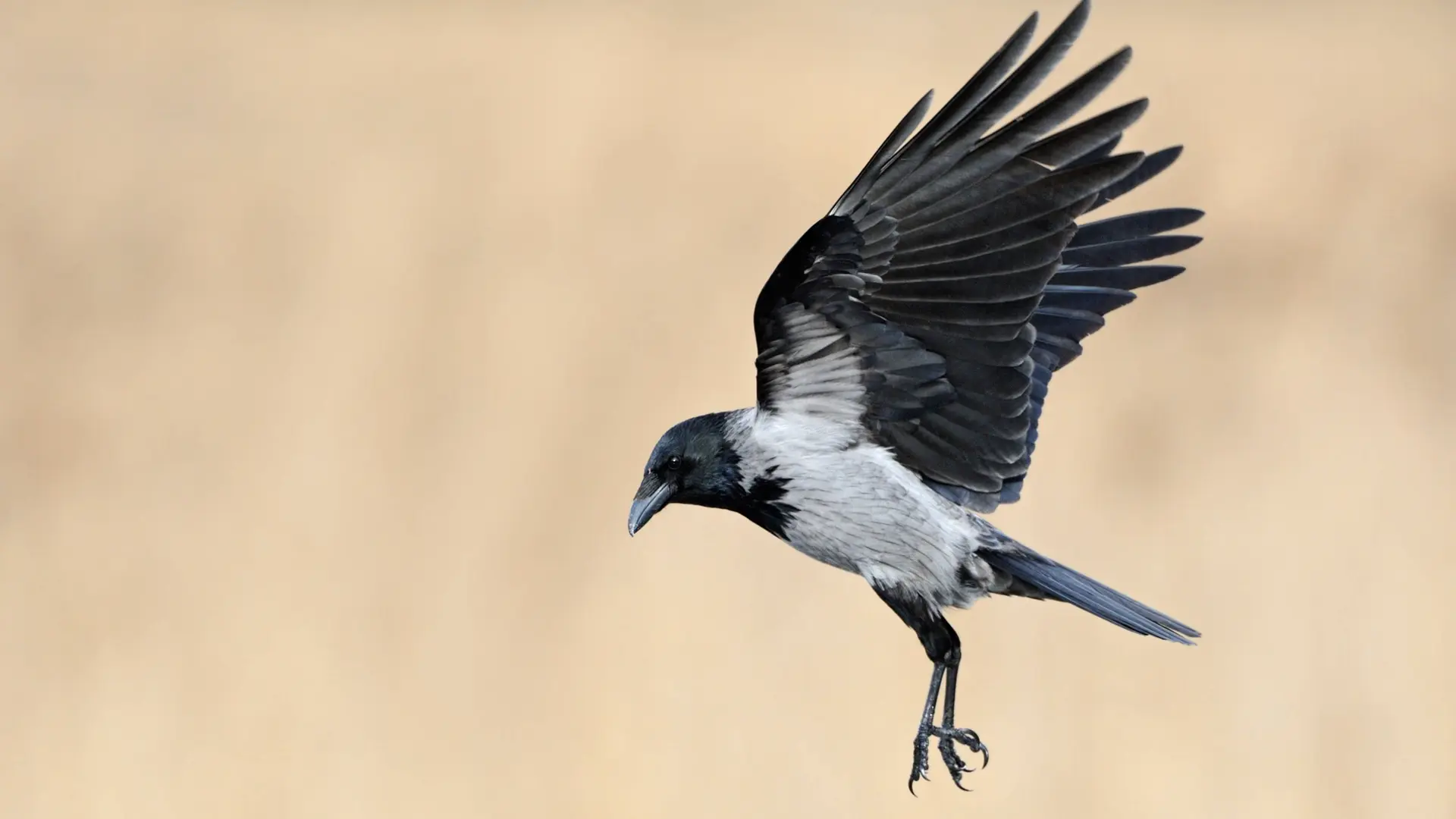 Krähen denken schneller als Menschen
