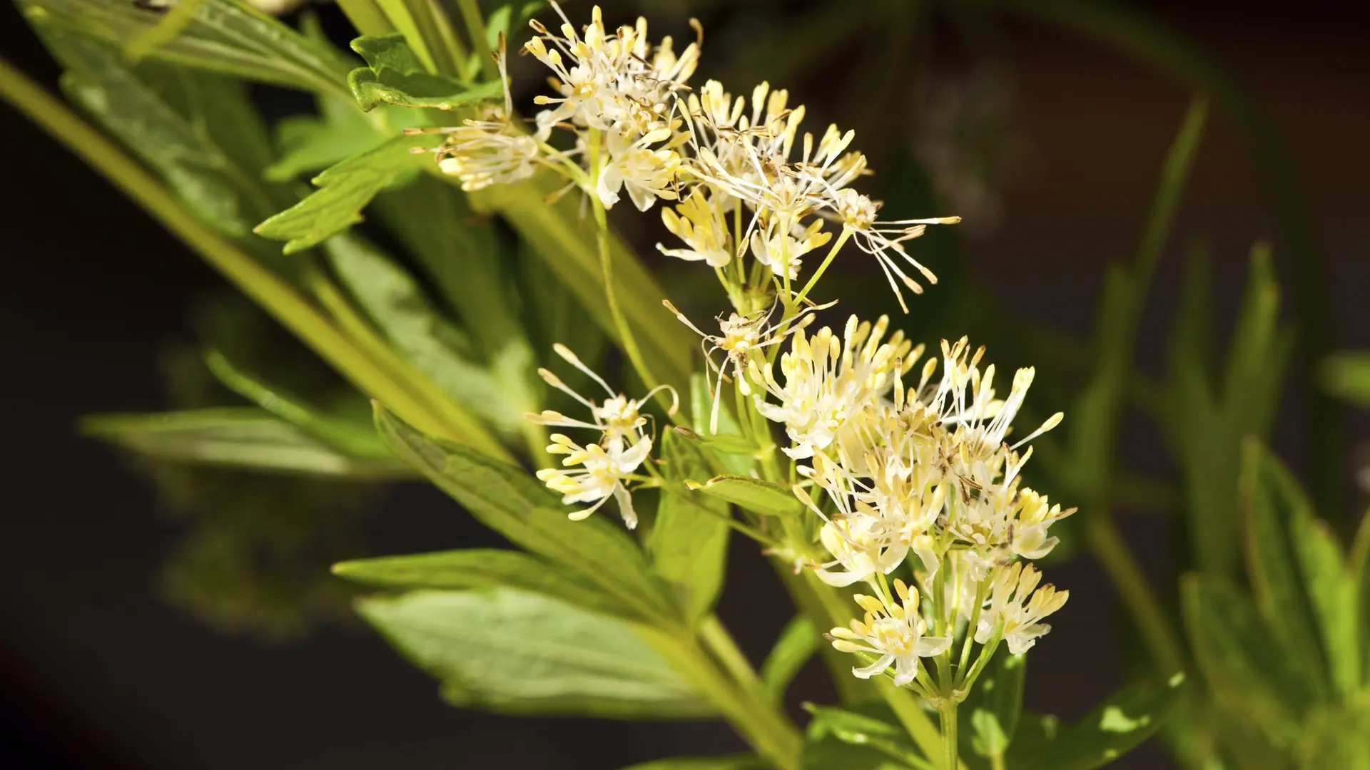 Gelbe Wiesenraute ist Blume des Jahres 2027