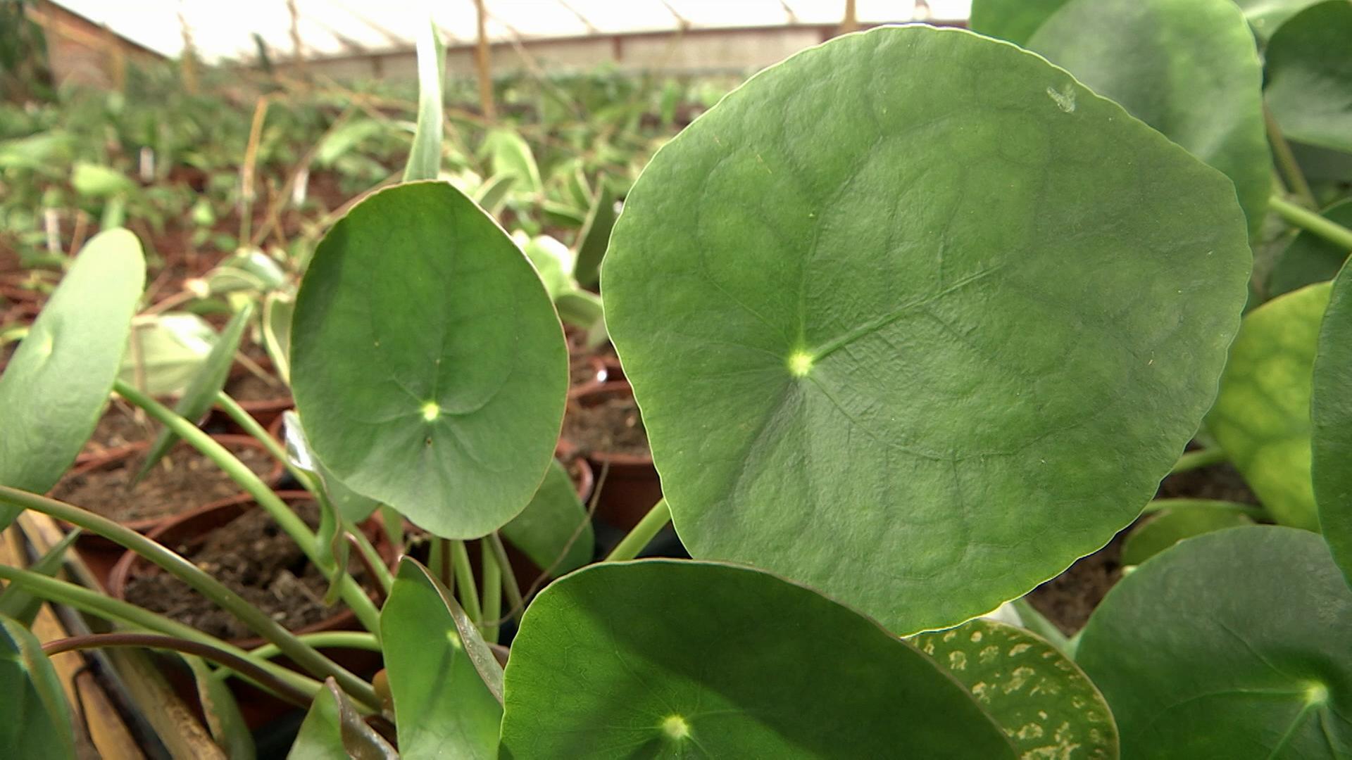 alocasia gageana aurea variegata care Alocasia gageana aurea variegated main image 1