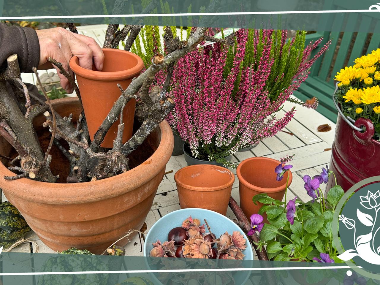 howea kentia palme Kentia Palme (Howea forsteriana) die Palme mit Oho! – Bloombox Club DE main image 0