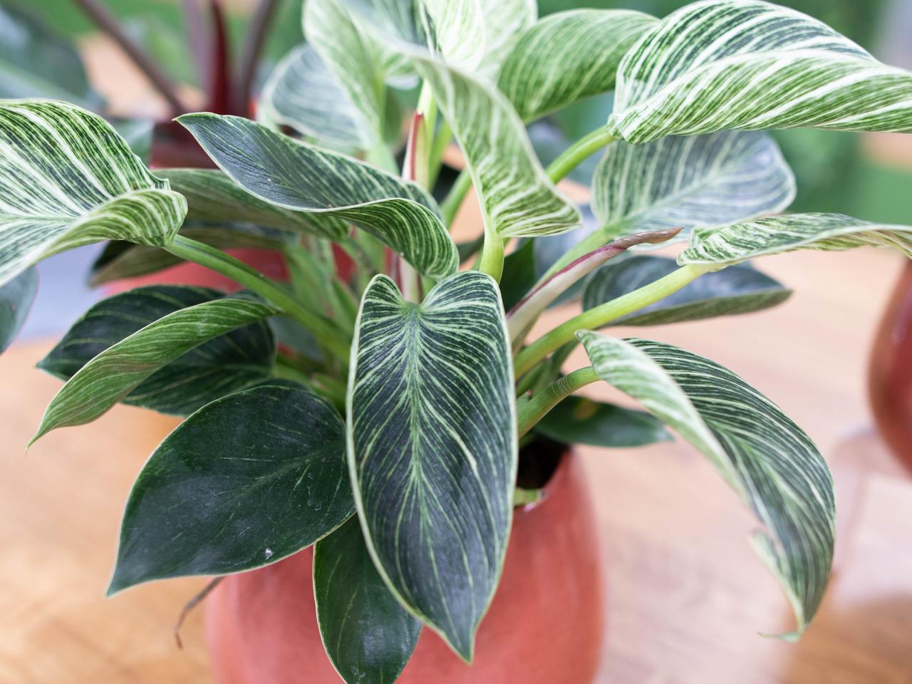 philodendron gloriosum gelbe blätter Philodendron Gloriosum Variegated – TerraFlora Global