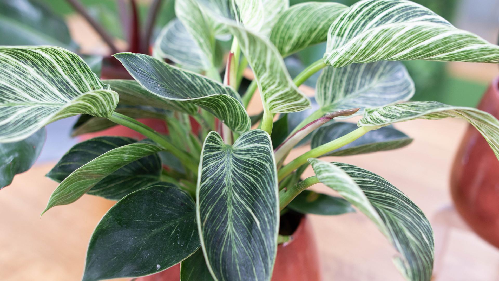 Baumfreund Philodendron: Die perfekte Kletterpflanze frs Bro | mdr.de