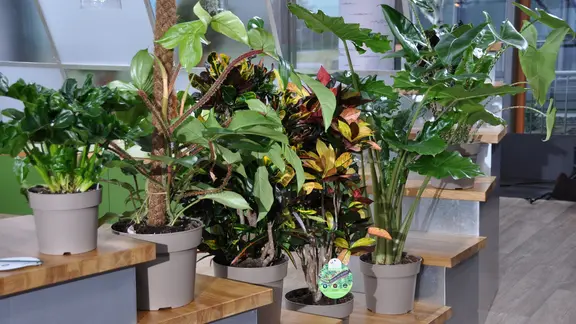 Ufopflanze Pilea richtig pflegen und einfach vermehren | mdr.de