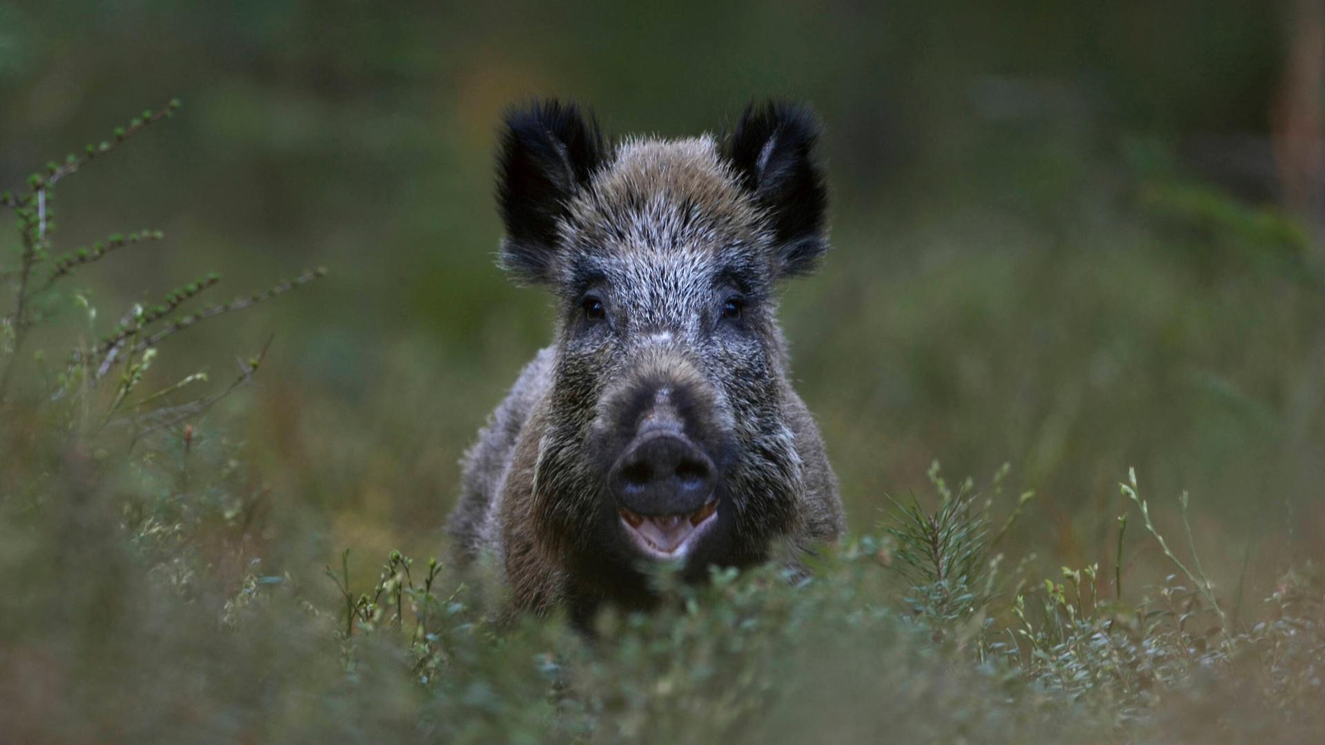 Wildschwein | IMAGO / R. Kistowski/wunderbare-Erde