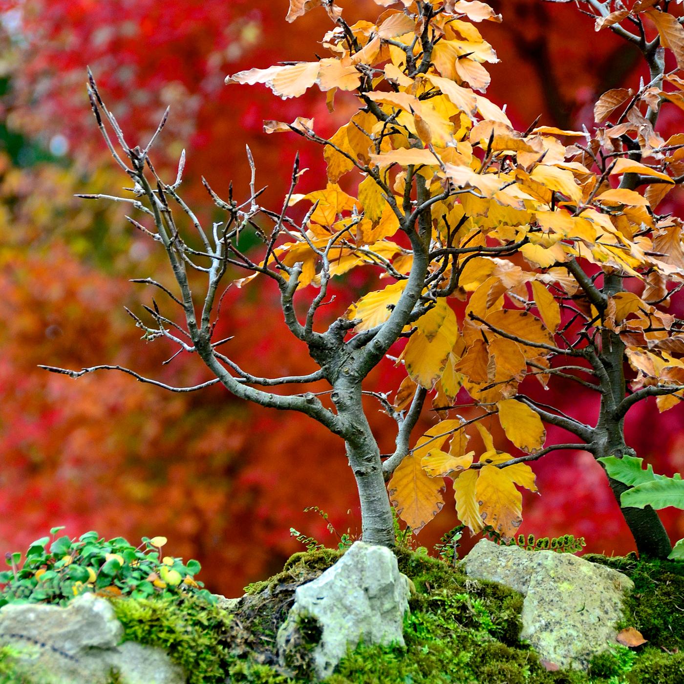 Bonsai pflegen und kultivieren | mdr.de