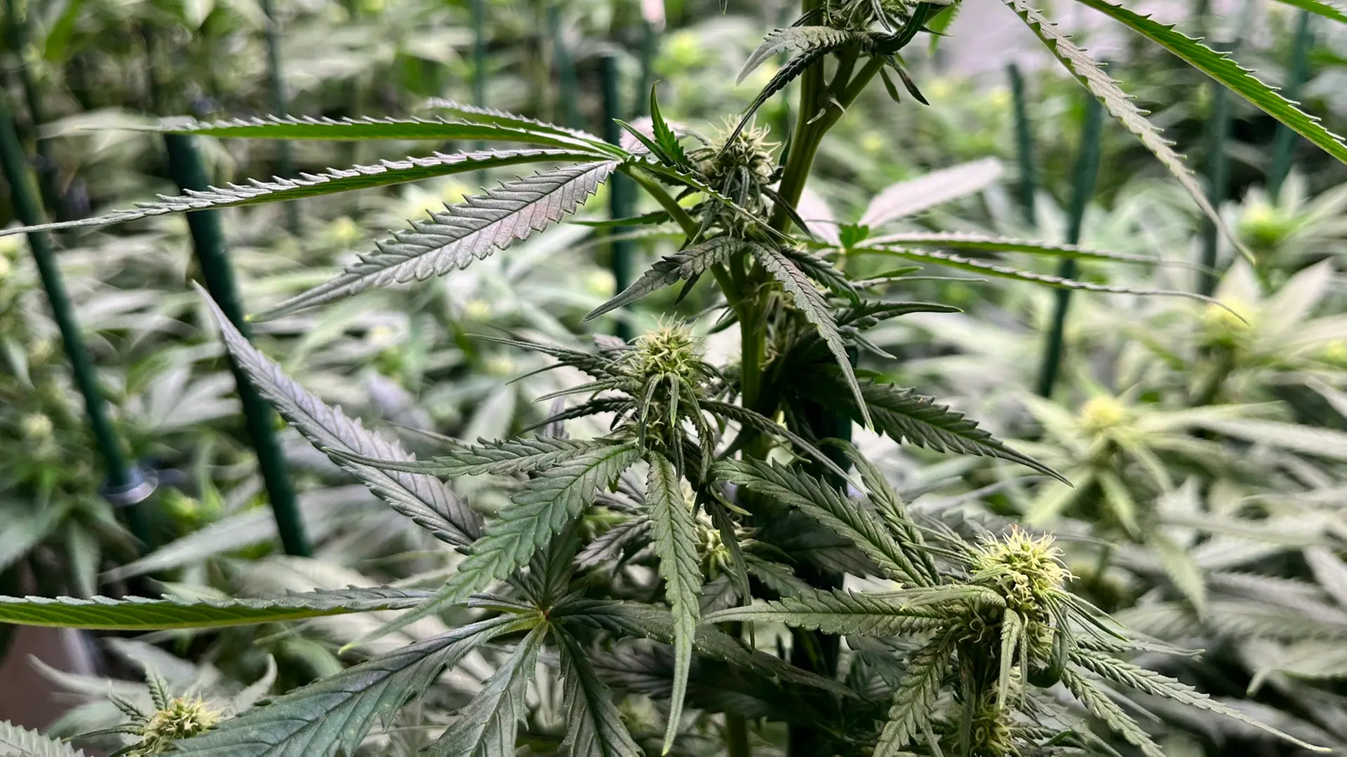 50 Kilo Marihuana produziert: Prozess gegen Drogenbande beginnt in ...