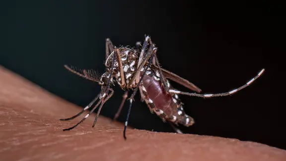 Eine Tigermücke (Aedes albopictus) sticht in die menschliche Haut.