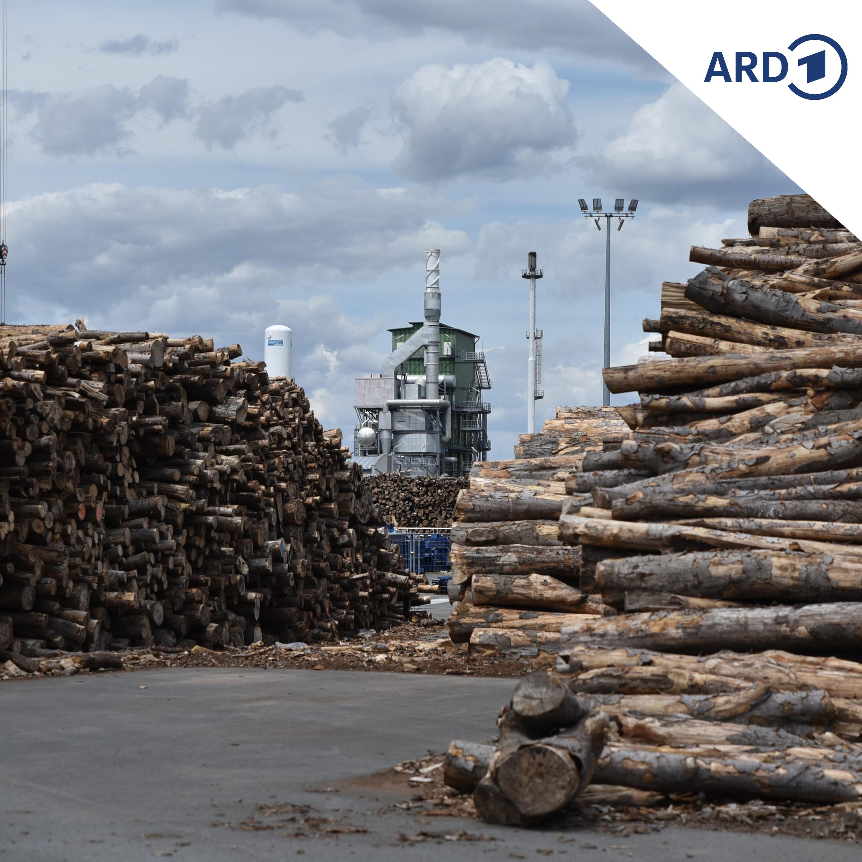 In Leuna sollen Autoreifen aus Holz entstehen episode artwork