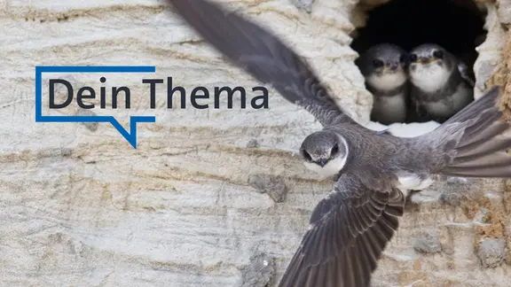 "Dein Thema": Eine Uferschwalbe fliegt an einem Nistplatz vorbei