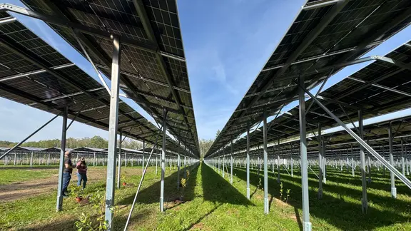 Erhöhte Solarmodule nebeneinander auf einer Wiese.