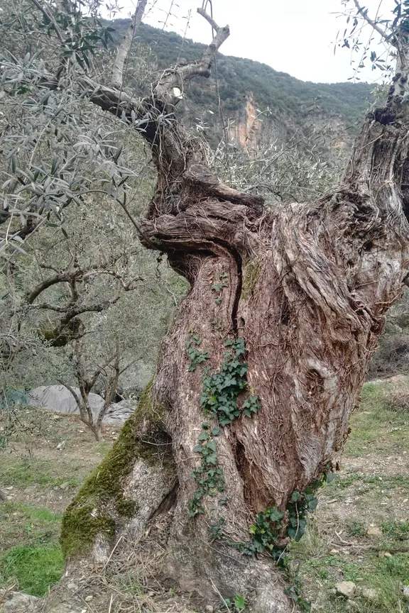 Grundlage mediterranen Lebens: Olivenbaum pflanzen und pflegen | mdr.de
