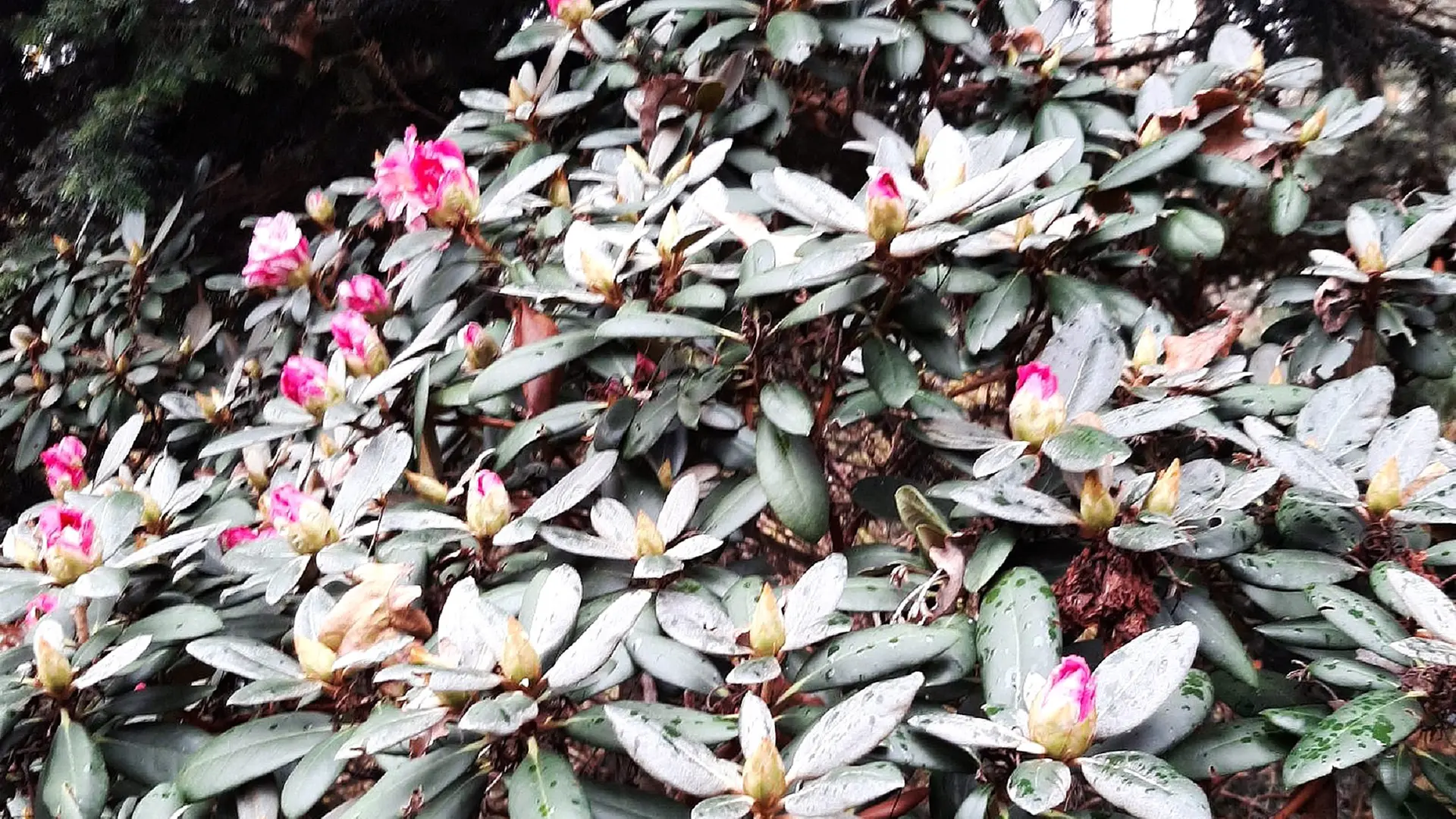 Warum blht jetzt der Rhododendron im Garten? | mdr.de
