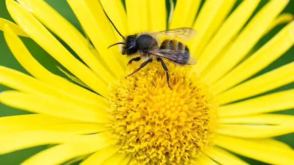 Männchen der Rostroten Mauerbiene ruht auf Blüten der Gämswurz