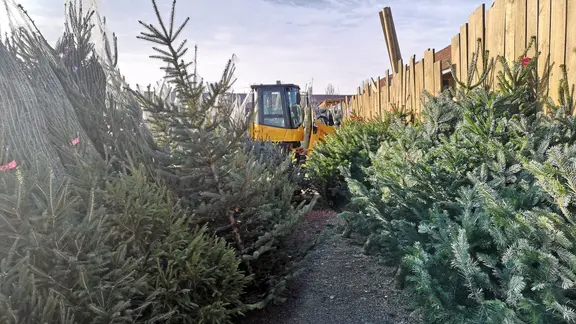 Nordmanntanne oder Fichte: Weihnachtsbume im Vergleich | mdr.de