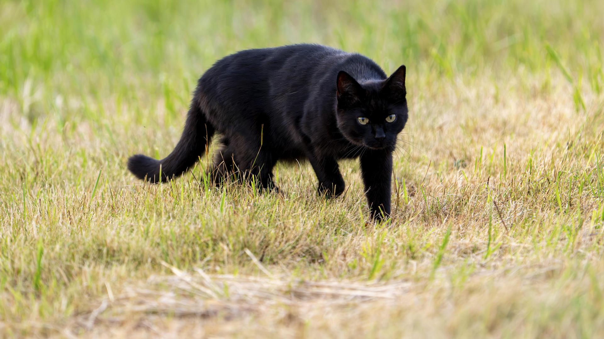 Zerbst: Katze greift Hundehalterin an und verletzt sie