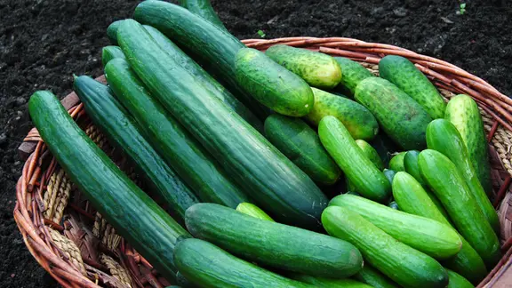 Gurken selber ziehen: So geht's richtig | mdr.de