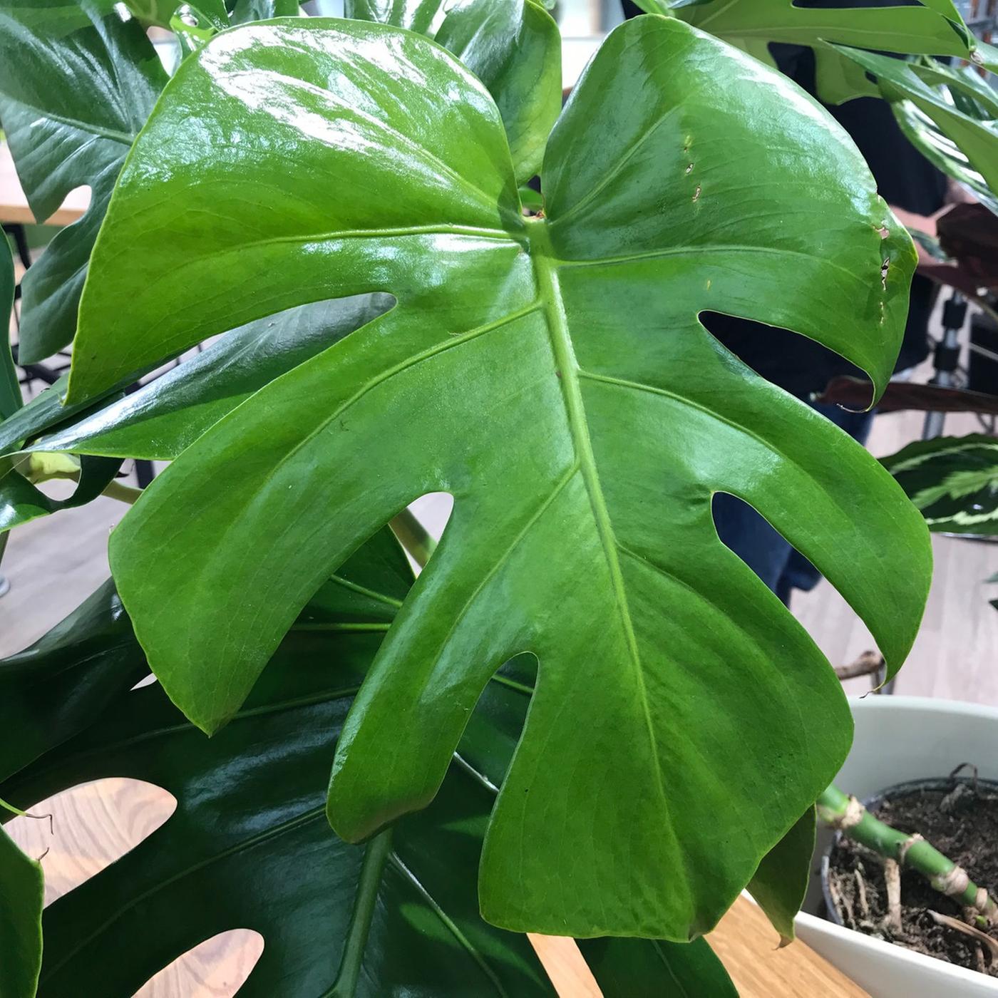 Monstera: Pflegen und vermehren | mdr.de