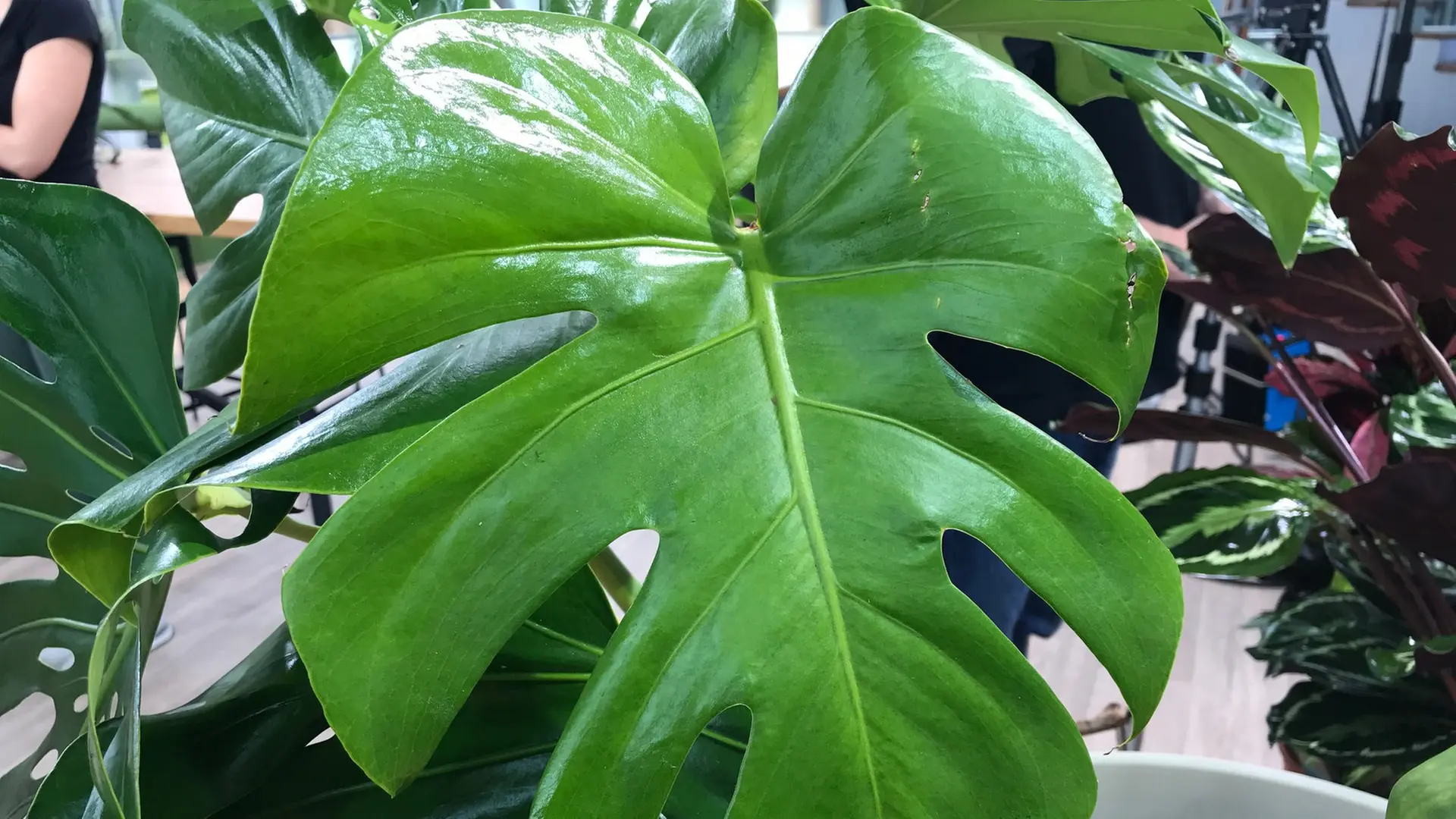 Monstera: Pflegen und vermehren | mdr.de