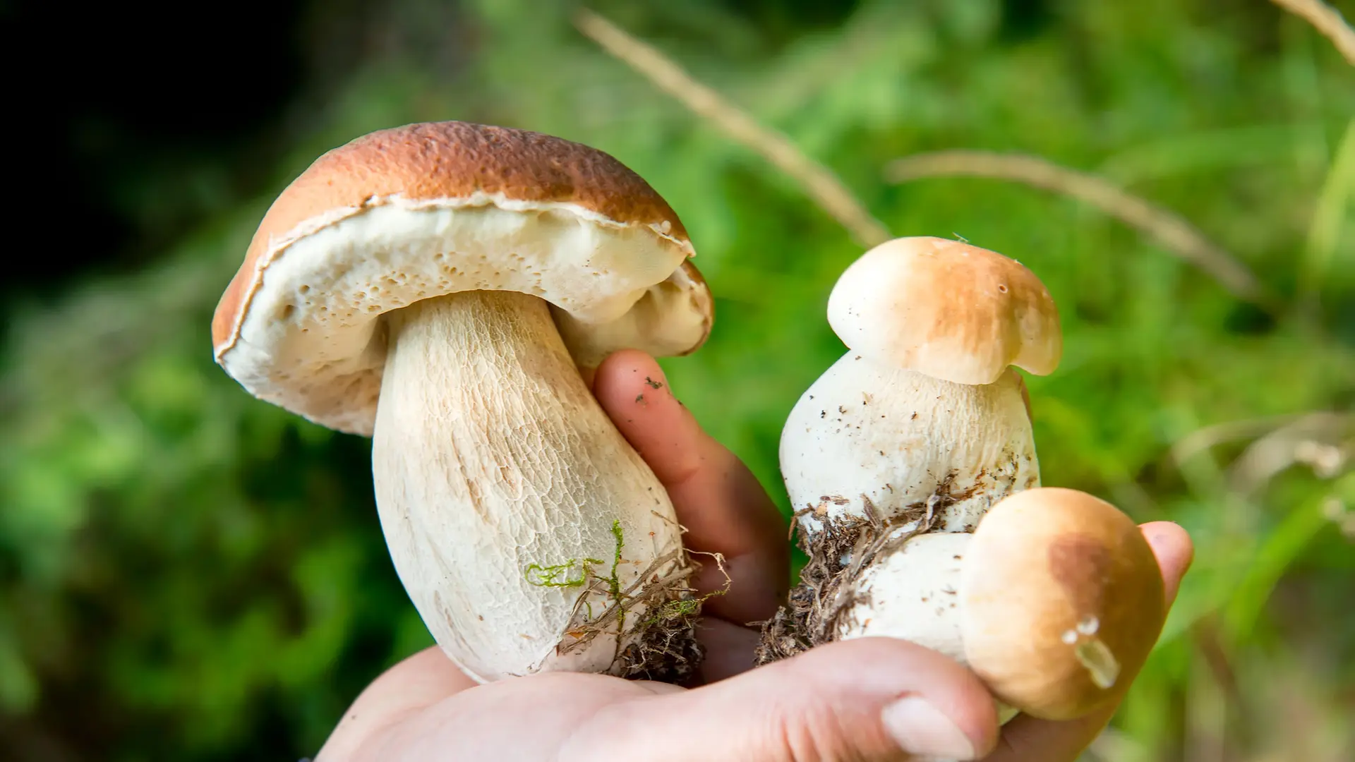 Pilze sammeln: Abschneiden oder rausdrehen – Macht das einen Unterschied?