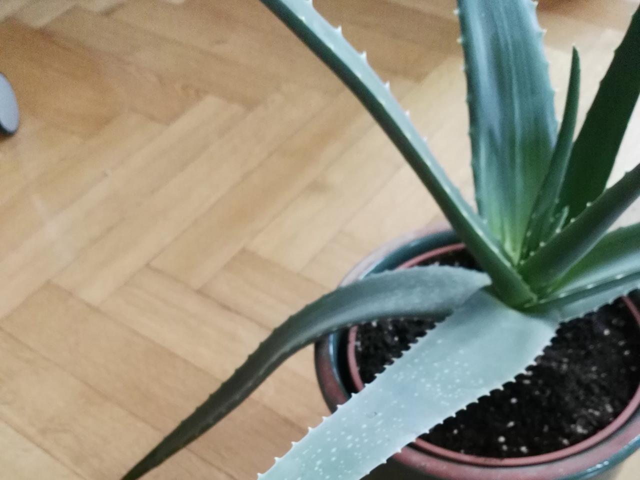 vitapur aloe vera Pure Aloe vera Gel