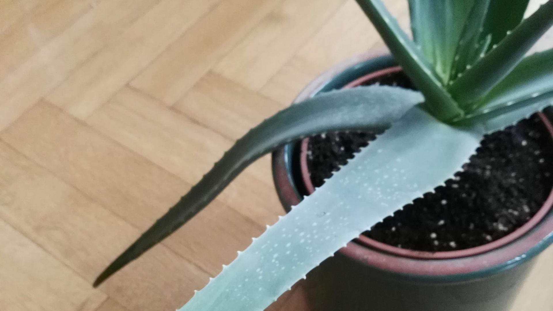 agave zeichnung Agave Americana Variegata | Variegated Century Plant For Sale Online main image 1