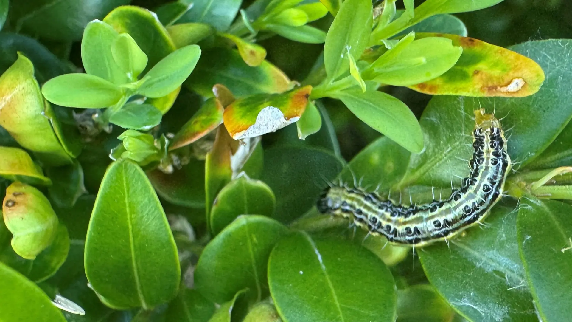 welcher dünger für monstera Zimmerpflanzen Dünger, Monstera Dünger, 6 Monate Depotwirkung – PlantMe main image 0