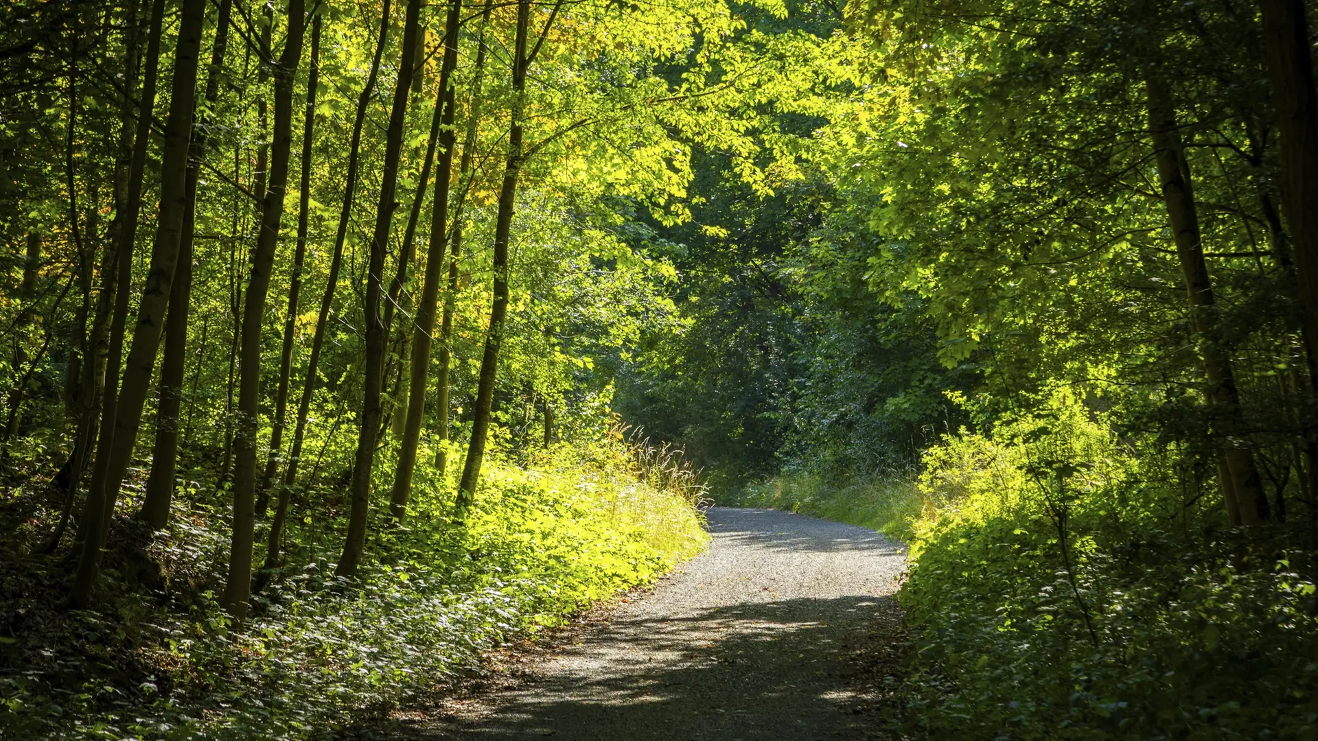 Schutzgebiete reichen nicht: Mehr Wildnis in Deutschland gefordert