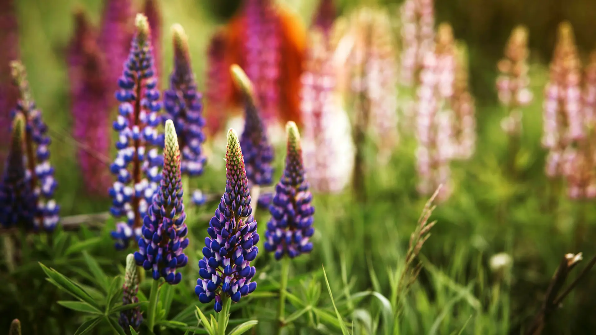 Lupinen: Welche sind invasiv und welche nicht?