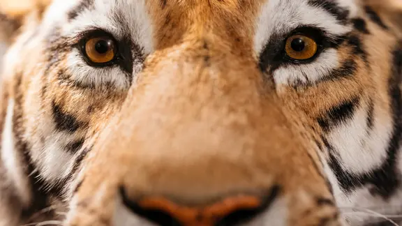 Ein männlicher Amurtiger, Leihgabe von Naturkundemuseum Leipzig