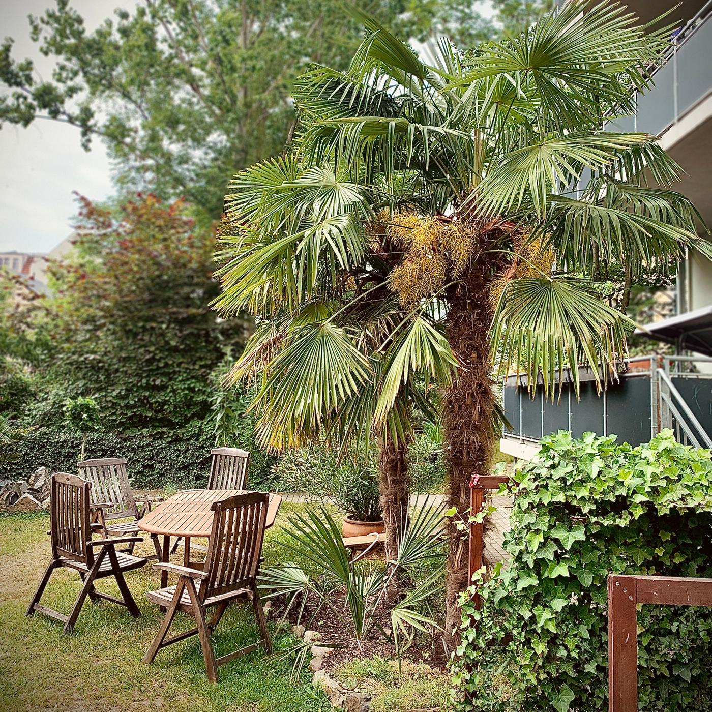 Diese winterharten Palmen können im Garten wachsen