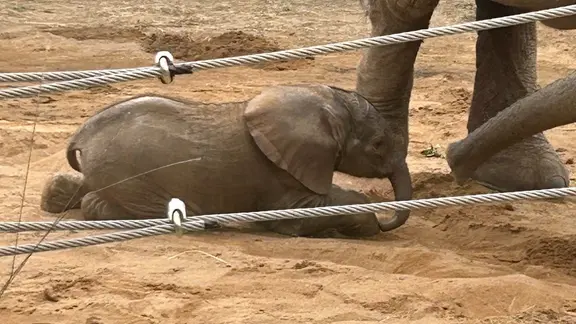 Erstes Elefantenkalb in der Geschichte des Zoo Magdeburg geboren