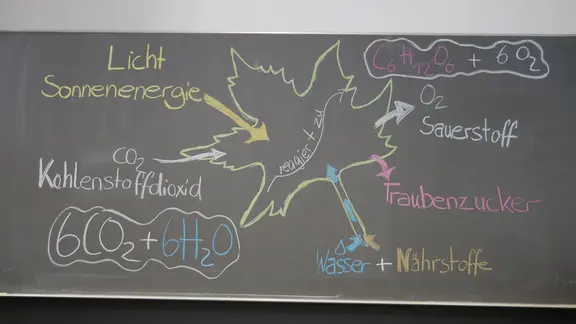 saflor saatgut Saflor BIO