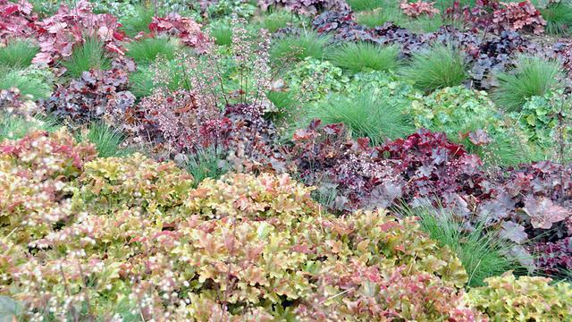 Purpurglckchen: So gedeihen Heuchera in Beet und Kbel