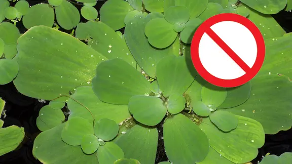 Garten und Aquarium: beliebte Pflanze seit August verboten | mdr.de