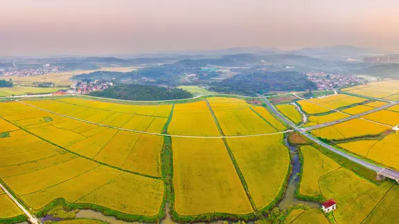 Goldene Reisfelder in Nanjing, Provinz Jiangsu, im Osten Chinas.