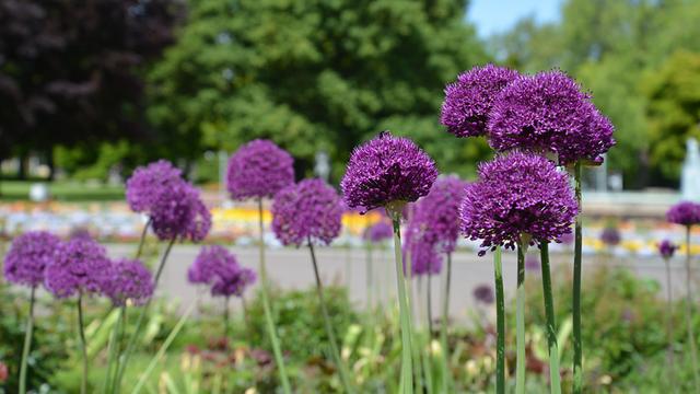 Allium-Vielfalt fr den Garten