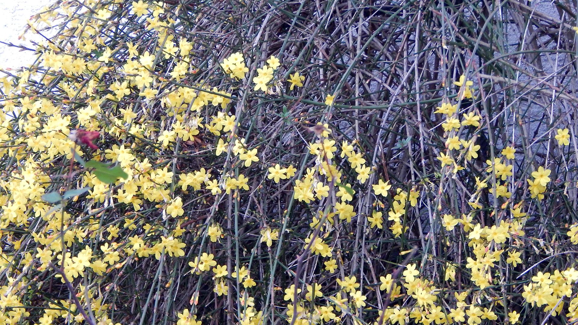 Winterjasmin: pflanzen und pflegen | mdr.de